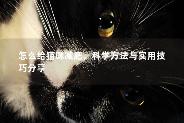 怎么给猫咪减肥，科学方法与实用技巧分享