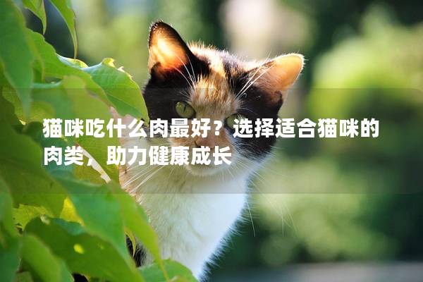 猫咪吃什么肉最好？选择适合猫咪的肉类，助力健康成长