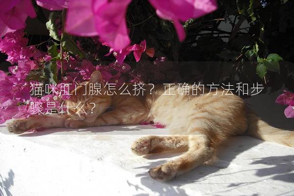 猫咪肛门腺怎么挤？正确的方法和步骤是什么？