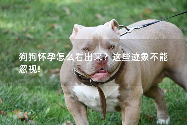 狗狗怀孕怎么看出来？这些迹象不能忽视!