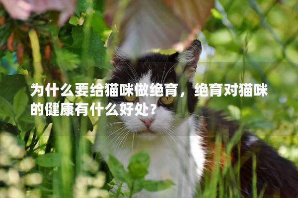 为什么要给猫咪做绝育，绝育对猫咪的健康有什么好处？