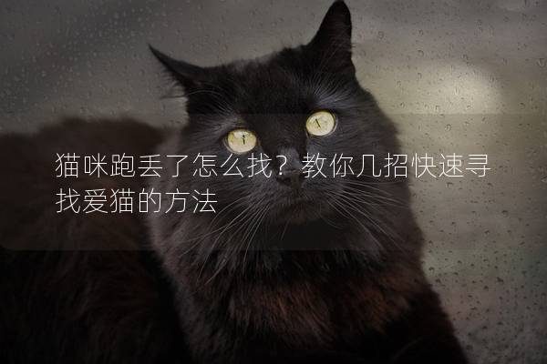 猫咪跑丢了怎么找？教你几招快速寻找爱猫的方法