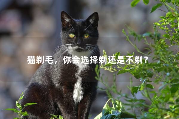 猫剃毛，你会选择剃还是不剃？