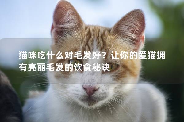 猫咪吃什么对毛发好？让你的爱猫拥有亮丽毛发的饮食秘诀