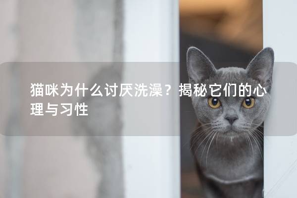 猫咪为什么讨厌洗澡？揭秘它们的心理与习性