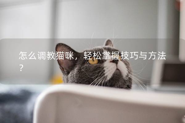 怎么调教猫咪，轻松掌握技巧与方法？