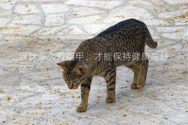 猫咪多久剪指甲，才能保持健康与舒适？