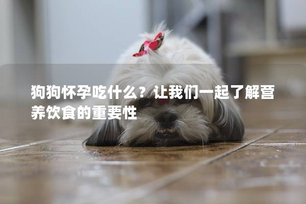 狗狗怀孕吃什么？让我们一起了解营养饮食的重要性