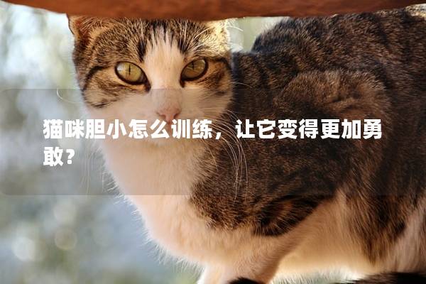 猫咪胆小怎么训练，让它变得更加勇敢？