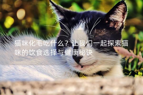 猫咪化毛吃什么？让我们一起探索猫咪的饮食选择与健康秘诀