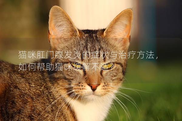 猫咪肛门腺发炎的症状与治疗方法，如何帮助猫咪缓解不适？