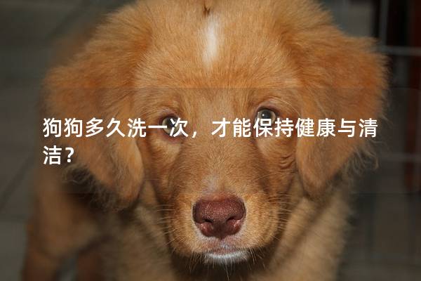 狗狗多久洗一次，才能保持健康与清洁？