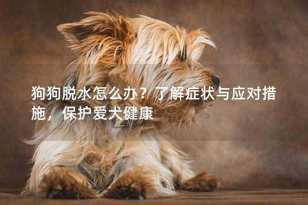 狗狗脱水怎么办？了解症状与应对措施，保护爱犬健康