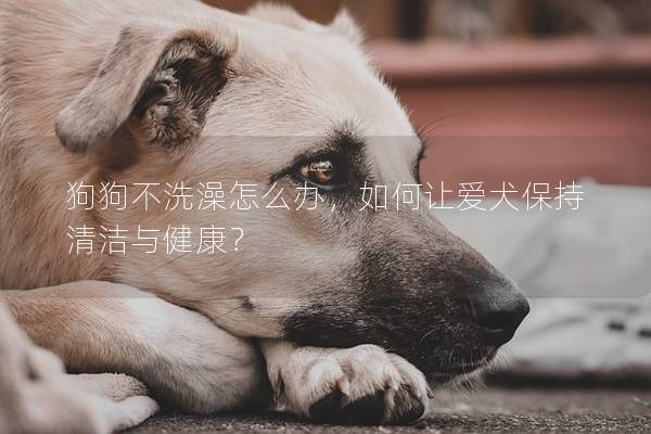 狗狗不洗澡怎么办，如何让爱犬保持清洁与健康？