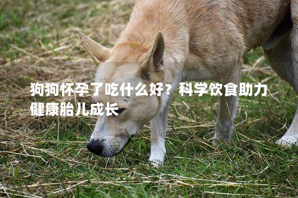 狗狗怀孕了吃什么好？科学饮食助力健康胎儿成长