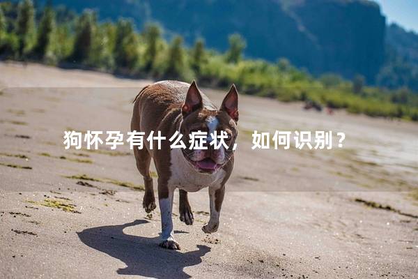 狗怀孕有什么症状，如何识别？