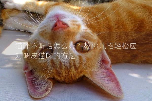 猫咪不听话怎么办？教你几招轻松应对调皮猫咪的方法