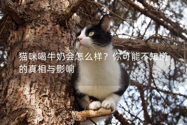 猫咪喝牛奶会怎么样？你可能不知道的真相与影响