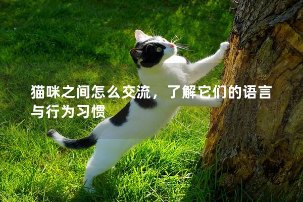 猫咪之间怎么交流，了解它们的语言与行为习惯