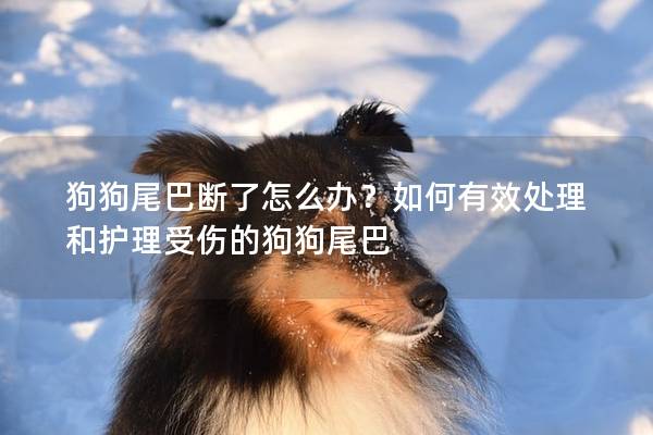 狗狗尾巴断了怎么办？如何有效处理和护理受伤的狗狗尾巴