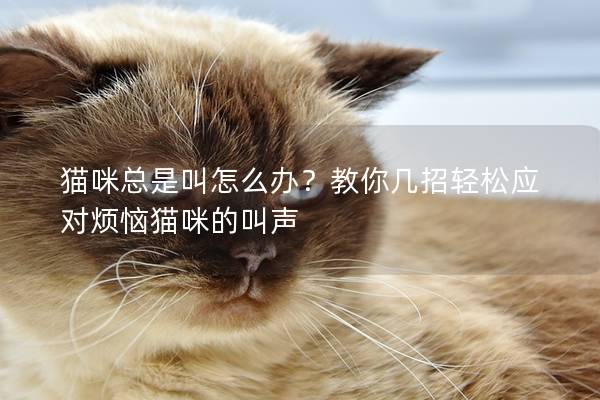 猫咪总是叫怎么办？教你几招轻松应对烦恼猫咪的叫声