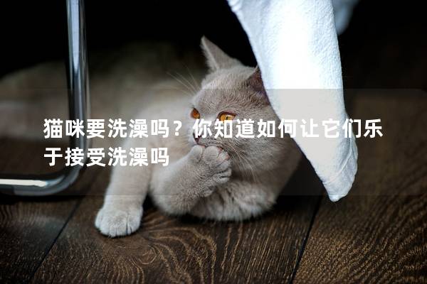 猫咪要洗澡吗？你知道如何让它们乐于接受洗澡吗