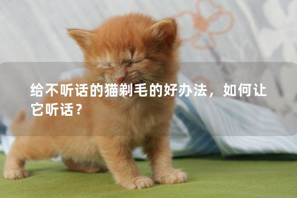 给不听话的猫剃毛的好办法，如何让它听话？