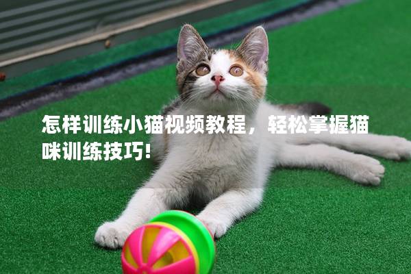 怎样训练小猫视频教程，轻松掌握猫咪训练技巧!