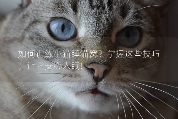 如何训练小猫睡猫窝？掌握这些技巧，让它安心入眠!