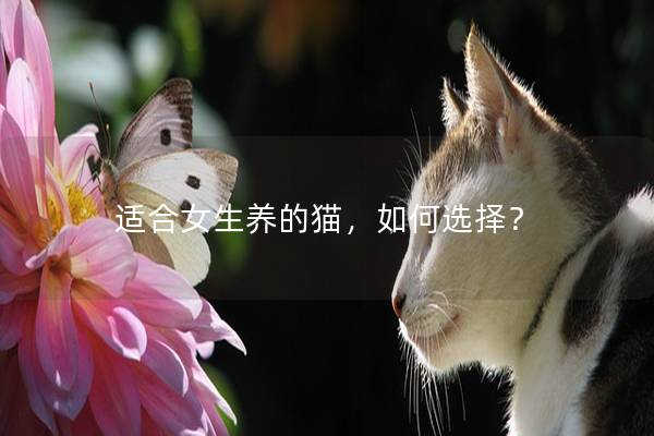 适合女生养的猫，如何选择？