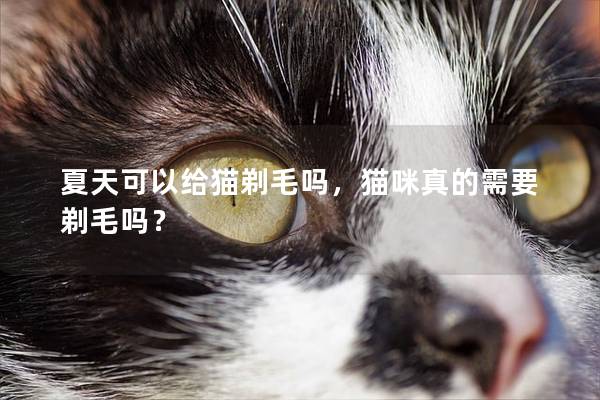 夏天可以给猫剃毛吗，猫咪真的需要剃毛吗？