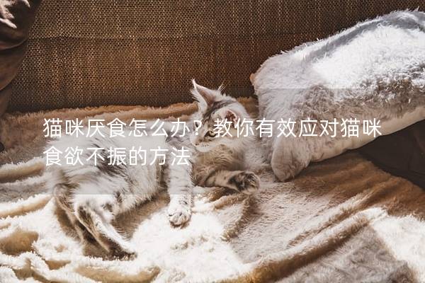 猫咪厌食怎么办？教你有效应对猫咪食欲不振的方法