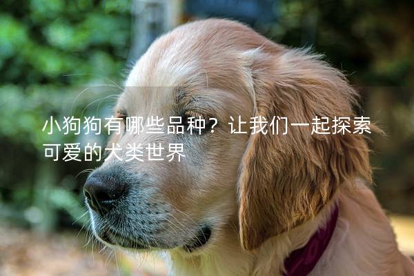 小狗狗有哪些品种？让我们一起探索可爱的犬类世界