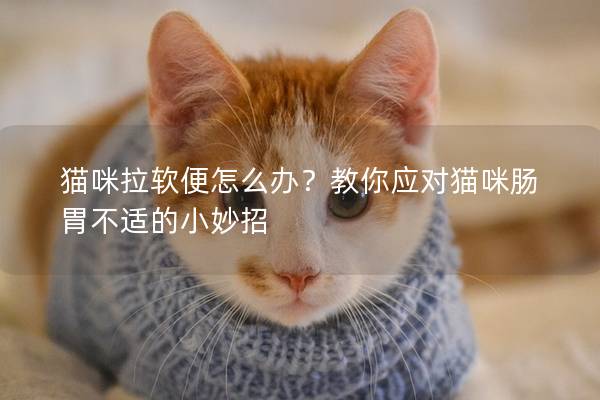 猫咪拉软便怎么办？教你应对猫咪肠胃不适的小妙招