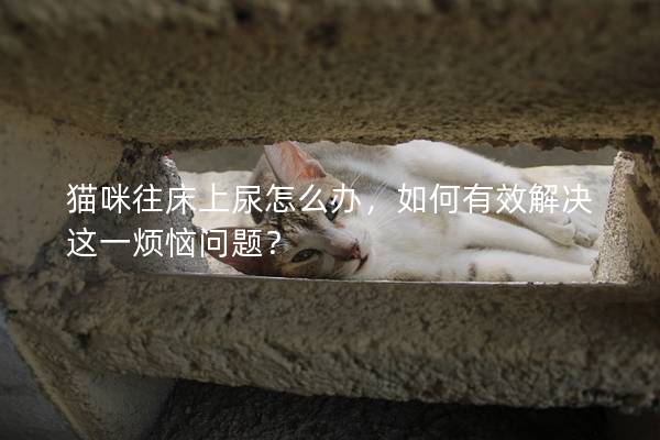 猫咪往床上尿怎么办，如何有效解决这一烦恼问题？