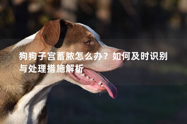 狗狗子宫蓄脓怎么办？如何及时识别与处理措施解析