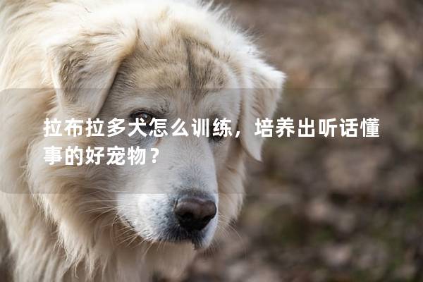 拉布拉多犬怎么训练，培养出听话懂事的好宠物？