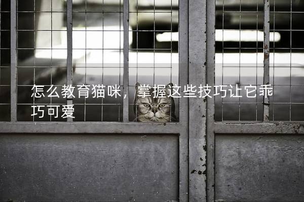 怎么教育猫咪，掌握这些技巧让它乖巧可爱