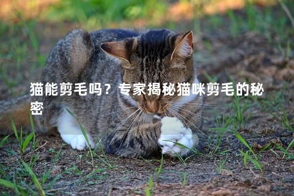 猫能剪毛吗？专家揭秘猫咪剪毛的秘密