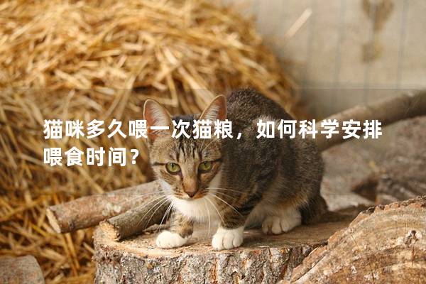 猫咪多久喂一次猫粮，如何科学安排喂食时间？