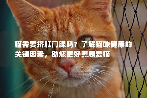 猫需要挤肛门腺吗？了解猫咪健康的关键因素，助您更好照顾爱猫