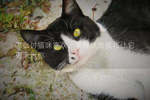 怎么讨猫咪喜欢，掌握这些技巧让它更亲近你