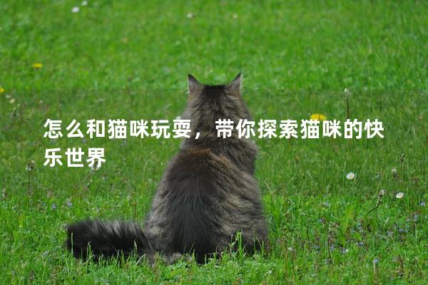 怎么和猫咪玩耍，带你探索猫咪的快乐世界