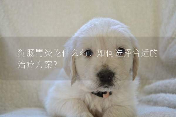 狗肠胃炎吃什么药，如何选择合适的治疗方案？