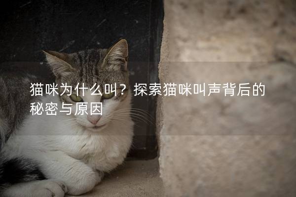 猫咪为什么叫？探索猫咪叫声背后的秘密与原因