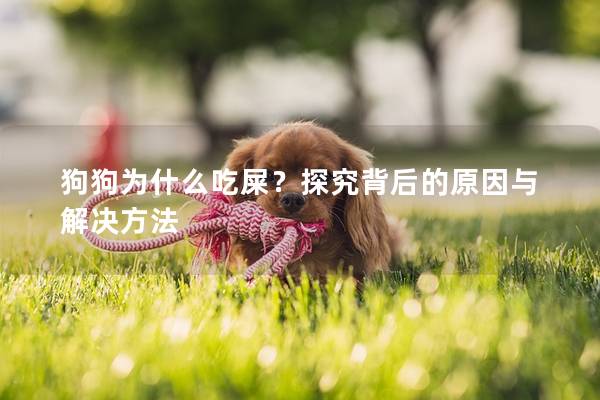 狗狗为什么吃屎？探究背后的原因与解决方法