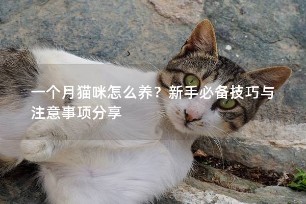 一个月猫咪怎么养？新手必备技巧与注意事项分享