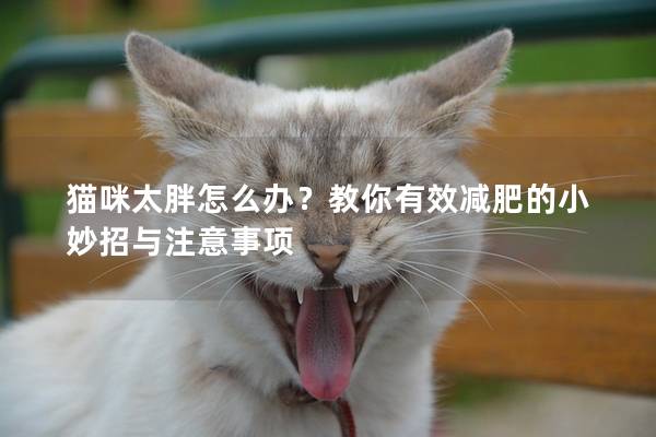 猫咪太胖怎么办？教你有效减肥的小妙招与注意事项