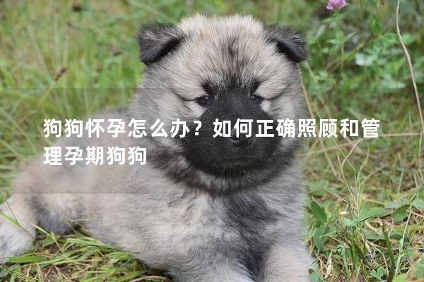 狗狗怀孕怎么办？如何正确照顾和管理孕期狗狗