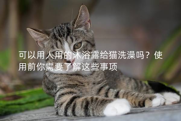 可以用人用的沐浴露给猫洗澡吗？使用前你需要了解这些事项